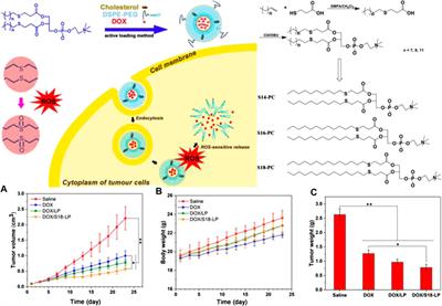 Frontiers | Reactive Oxygen Species Responsive Polymers For Drug ...